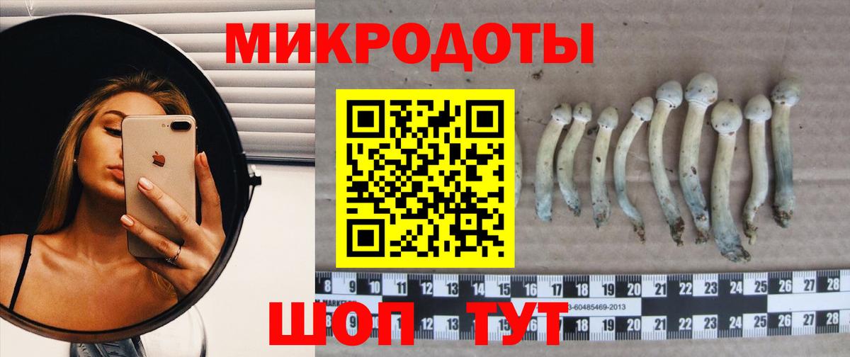 Псилоцибиновые грибы Psilocybe Александров